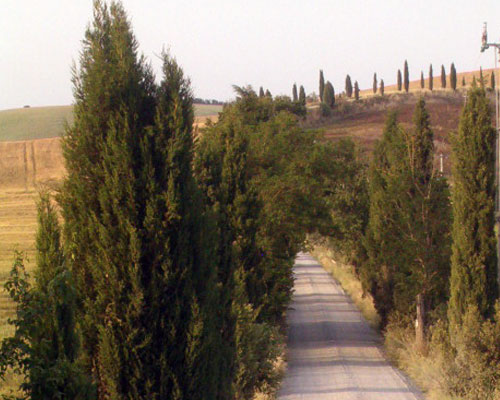 Die Umgebung in der Region Siena,Chianti in der Toskana