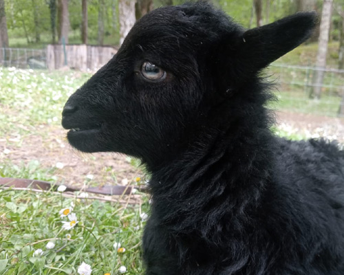 Unsere Schafe auf dem Hof