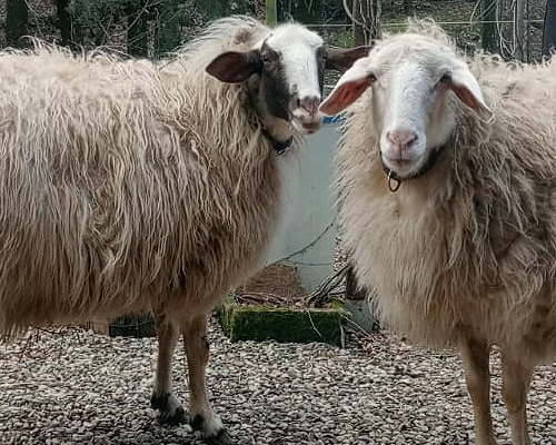 Unsere Schafe auf dem Hof