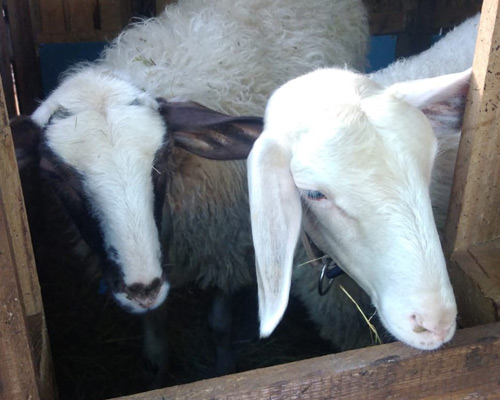 nsere Schafe auf dem Hof