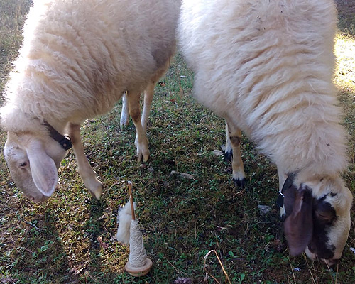 Unsere Schafe auf dem Hof