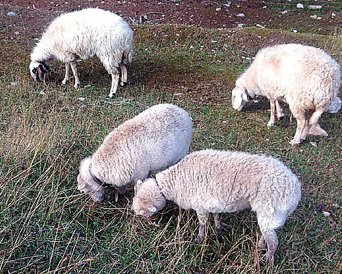 nsere Schafe auf dem Hof