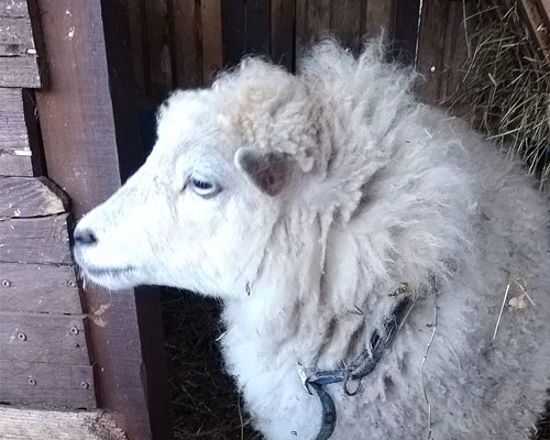 Unsere Schafe auf dem Hof